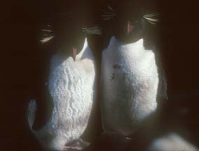 Rockhopper Penguin pair
