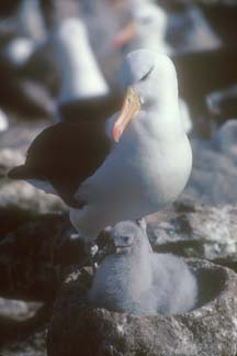 Black Browed Albatross with chick