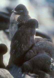 Rockhopper Penguin Chicks