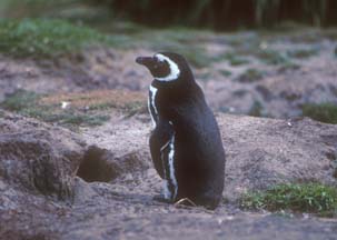 Magellanic Penguin on Carcass Island