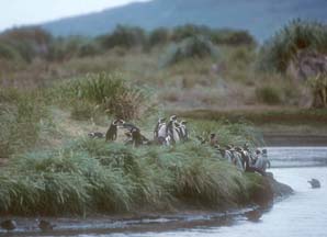 Magellanic Penguins on Carcass Island