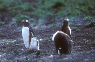 Gentoo Penguins on Carcass Island