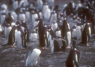 January 19: Carcass Island, Falkland Islands
