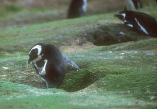 Magellanic Penguin on Carcass Island