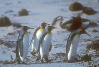 King Penguins walking on Volunteer Beach
