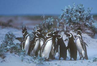 Magellanic Penguins on Volunteer Beach