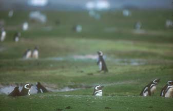 Magellanic Penguins on Volunteer Point