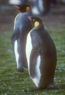 Juvenile King Penguin at Volunteer Point