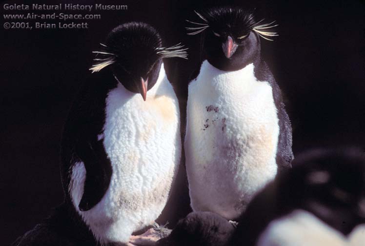 Pictures Of Rockhopper Penguin - Free Rockhopper Penguin pictures 