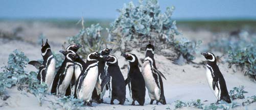 Magellanic Penguins on Volunteer Beach