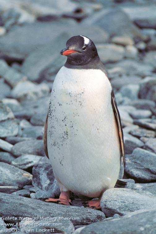 Pictures Of Gentoo Penguin - Free Gentoo Penguin pictures 