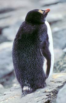 Macaroni Penguin at Cape Lookout 