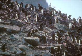 Chinstrap Penguins at Cape Lookout 