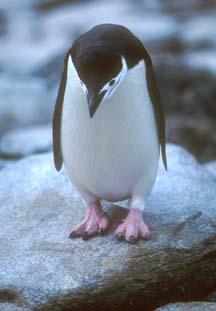 Chinstrap Penguin at Cape Lookout 