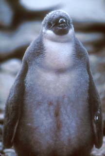 Chinstrap Penguin Chick at Cape Lookout 