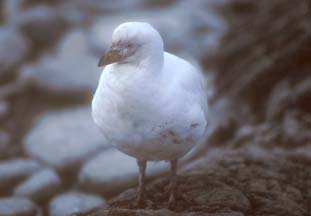 Snowy Sheathbill at Cape Lookout 