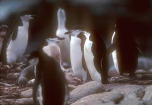 Chinstrap Penguins at Cape Lookout 