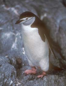 Chinstrap Penguin  at Cape Lookout 