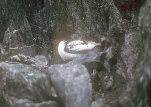 Cape Petrel nesting at Cape Lookout 