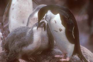 Chinstrap Penguin feeding its chick at Cape Lookout 