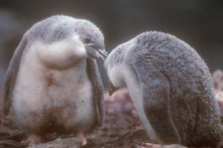 Chinstrap Penguin Chicks at Cape Lookout 