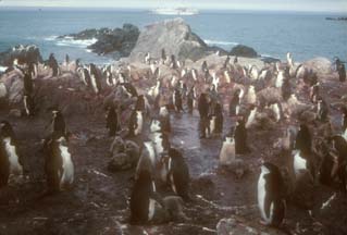 Chinstrap Penguin rookery at Cape Lookout 