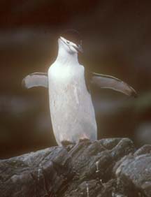 Chinstrap Penguin at Cape Lookout 