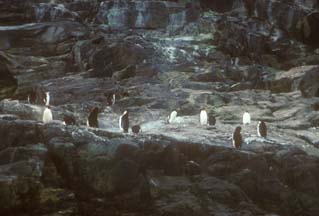 Macaroni Penguins at Cape Lookout 
