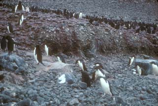 Adelie Penguins on Paulet Island 