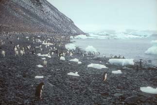 Adelie Penguins on Paulet Island 