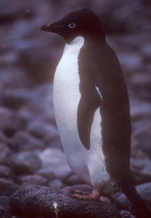 Adelie Penguin on Paulet Island 