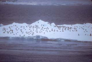 Adelie Penguins on an Ice Floe off Paulet Island 