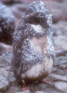 Molting Adelie Penguin Chick on Paulet Island 
