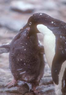 Adelie Penguin Chick getting a meal