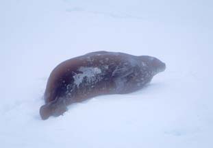 Weddell Seal on an ice floe in the Weddell Sea