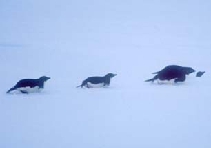 Adelie Penguins an ice floe in the Weddell Sea