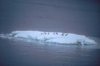 Ice Floe in the Weddell Sea