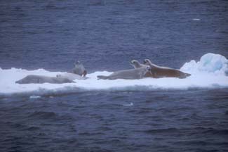 Crabeater Seals in the Weddell Sea