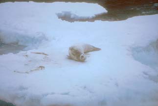 Crabeater Seal in the Antarctic Sound 