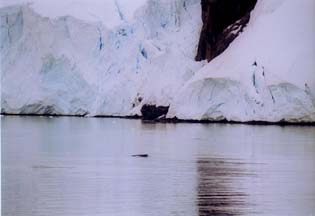 Minke Whale in Andvord Bay