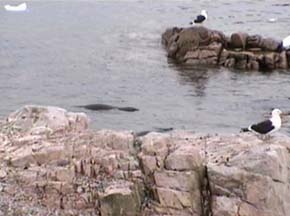 Weddell Seals at Andvord Bay