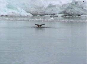 Minke Whale at Andvord Bay