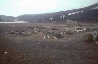 Whale oil barrels and Antarctic Fur Seals, Deception Island