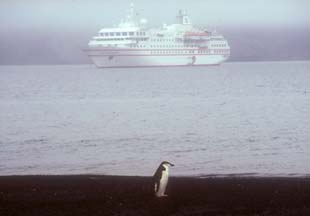 Chinstrap Penguin at Whalers Bay, Deception Island