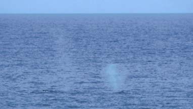 Humpback Whale Spout 