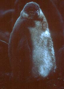 Chinstrap Penguin Chick at Hannah Point 