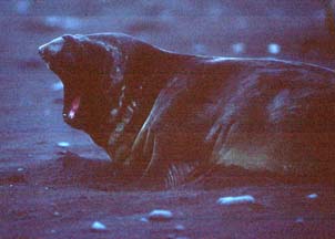 Southern Elephant Seal on Livingstone Island 