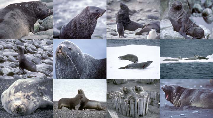 Lockett Books Calendar Catalog: Antarctic Seals