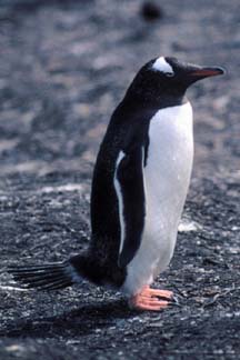 Gentoo Penguins on Carcass Island