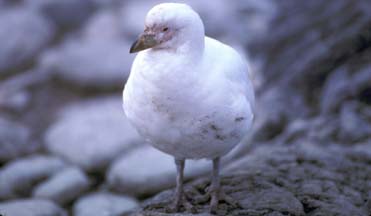 Snowy Sheathbill at Cape Lookout 